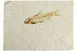 Fossil Fish (Knightia) - Wyoming #224491-1